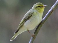 Wanderung in den Mönchbruch - 07 Waldlaubsänger (Bildautor: Stefan Wehr)